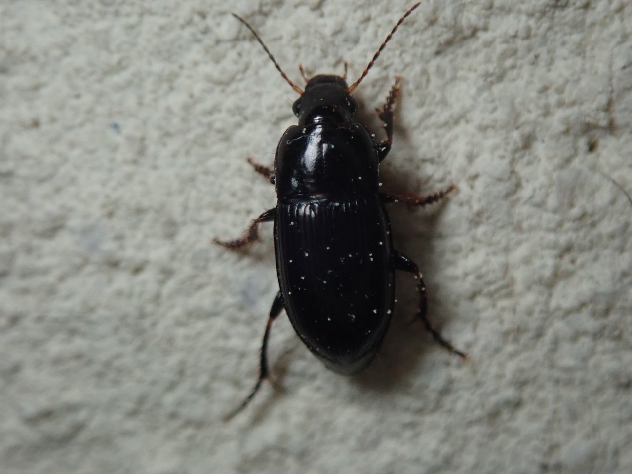 Harpalus dimidiatus Harpalus dimidiatus